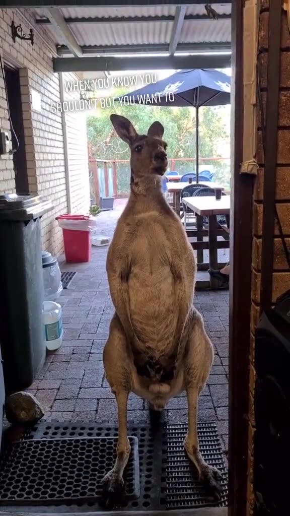 Kangaroo diaries only in Australia 🇦🇺