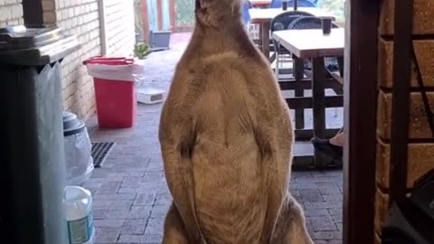 Kangaroo diaries only in Australia 🇦🇺