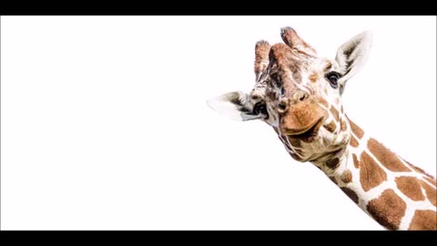 Dr Jared Giraffe Presents...Adios, America by Ann Coulter (Pt 03 of 03)