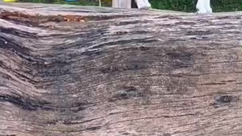 ９月の山羊さん