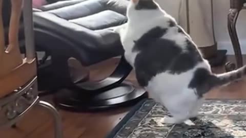Fat Cat Funny Moments