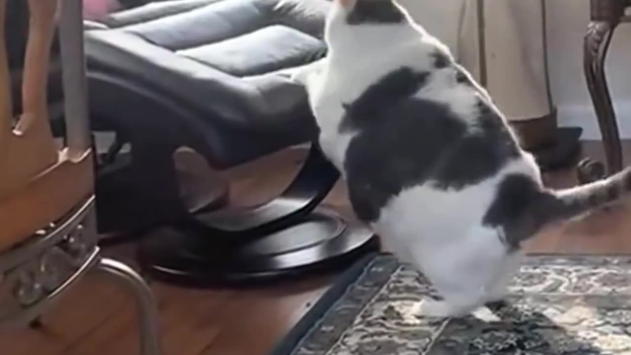 Fat Cat Funny Moments