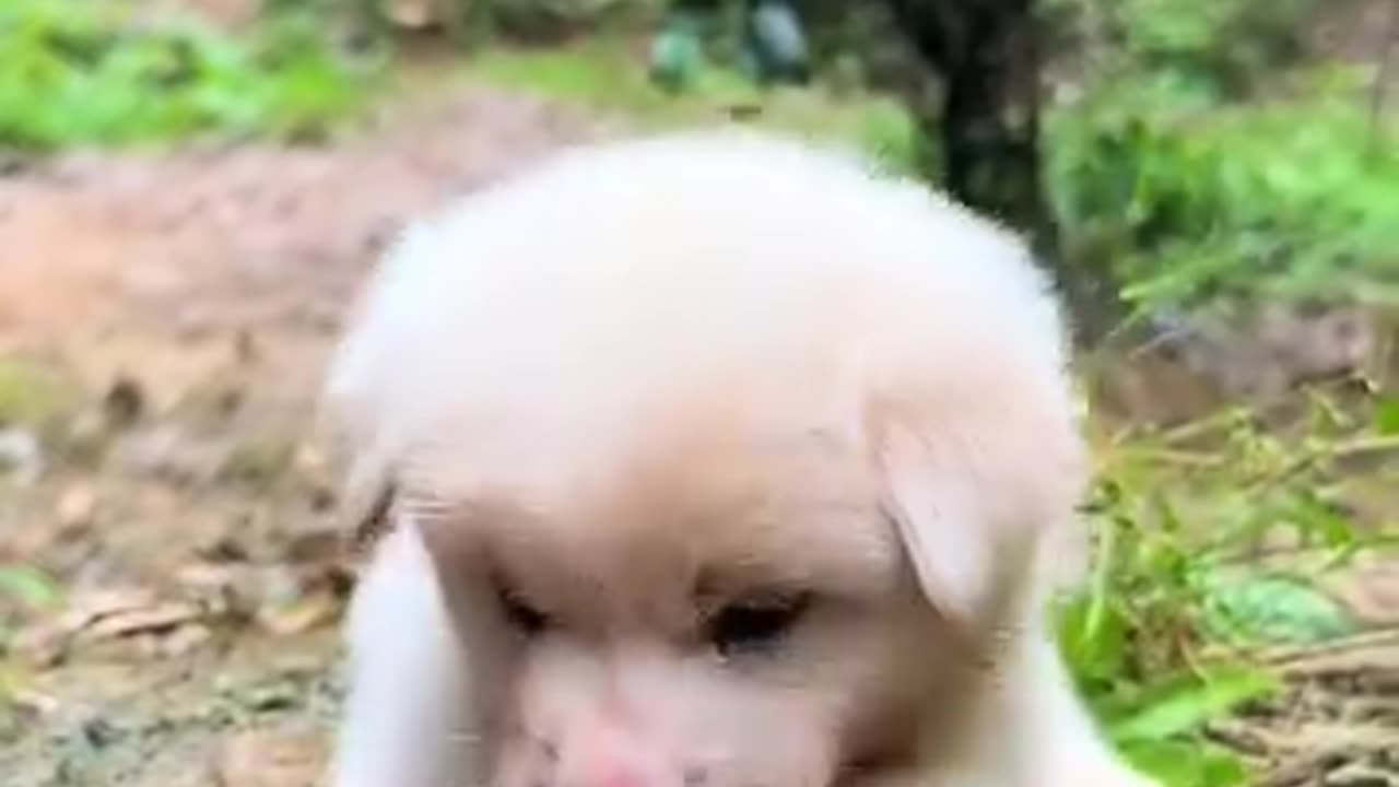 Funny and cute puppy 💗