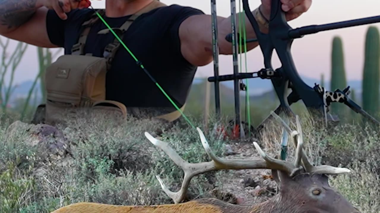 Bull elk archery