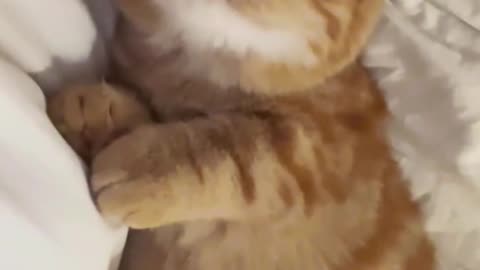 Cat Is A Master Of Napping