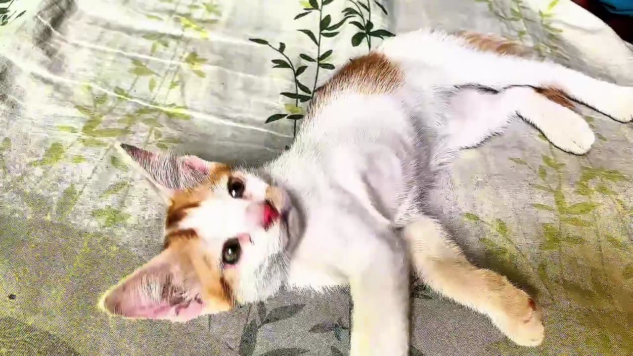 Lovely cat video