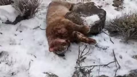 Dead ass bitch hopped up in a uber