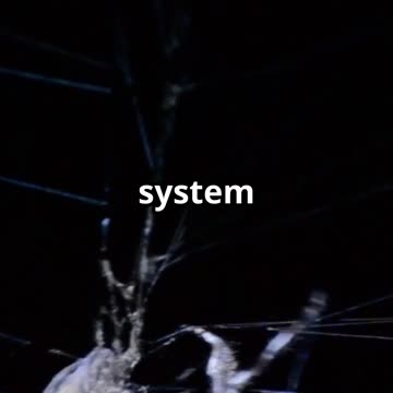 Most House Spiders Are Actually Your Friends #shorts #spiders #facts