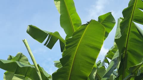 Green Leaves & Blue Skies | Nature’s Perfect Color Combination