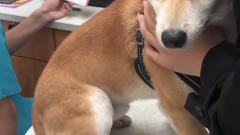 Littels Dog's Comedy Videos 🤣 so cute videos 😍 funny videos 🤣