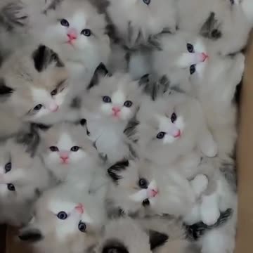 My Babies! My Babies #yp:) #trending #viral #reels #cat #catlover #catvideo #cutecats #cute #kittens