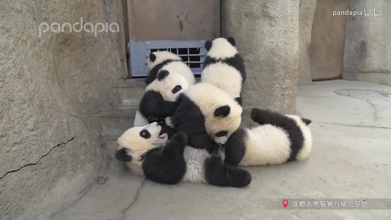 Pandas are so soft and fun