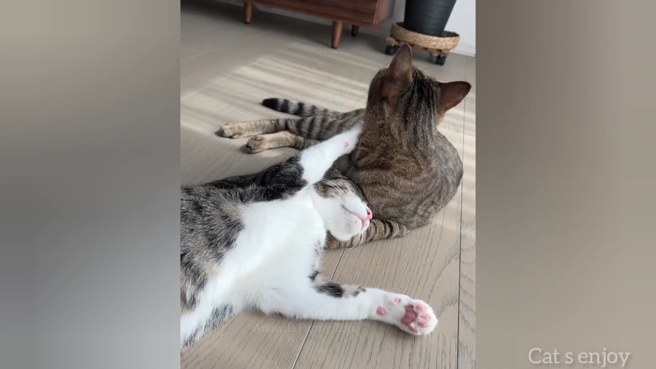 Hilarious cats and dogs