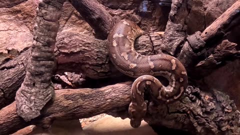 Angolan Python at The San Diego Zoo
