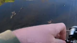 Catching Early Spring Bream On A Crankbait!