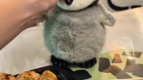 baby penguin