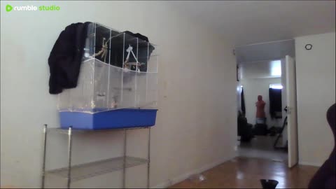 MIKE SAHA LIVE CCTV Stream