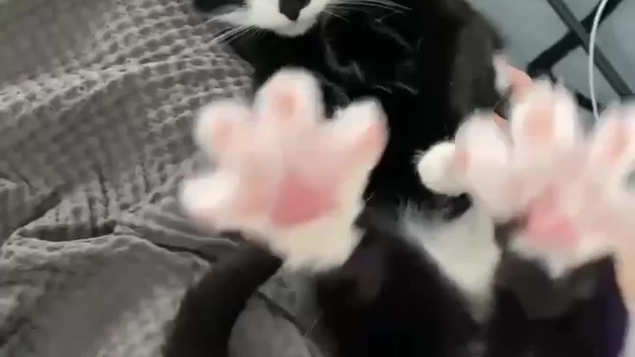 Followers look at my beautiful paws 🐾🙃