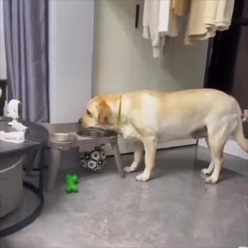 Dog with manners.. 😊