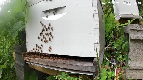 Bees at Sunrise