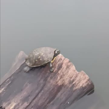 Turtle kissena