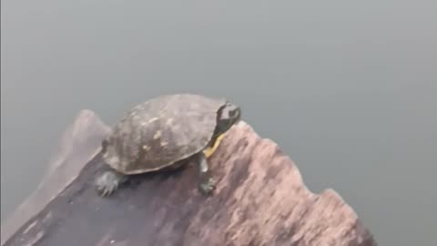 Turtle kissena