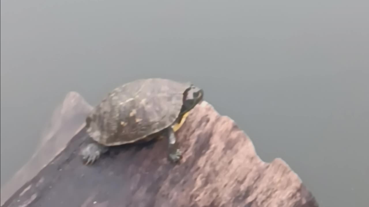 Turtle kissena