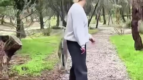 The man saved a baby kangaroo and gave it a warm home 😍