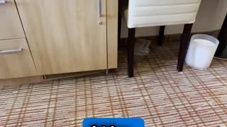 Celebrity Reflection Prime Aqua Class Cabin | Tall Man’s Cruise Adventures