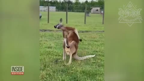 Kangaroo FAFO