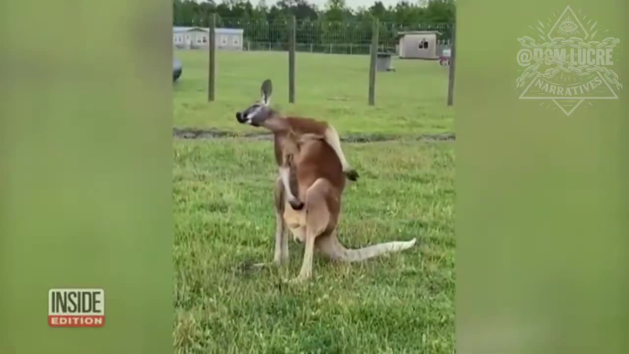 Kangaroo FAFO