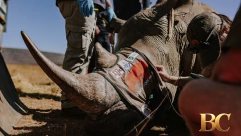 Scientists in South Africa are making rhino horns radioactive to fight poaching