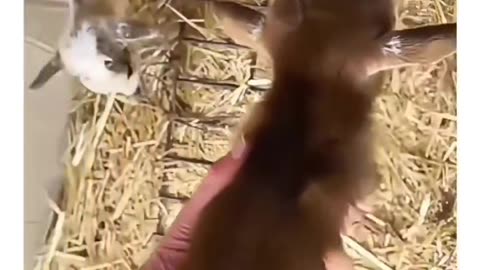 Funny animals