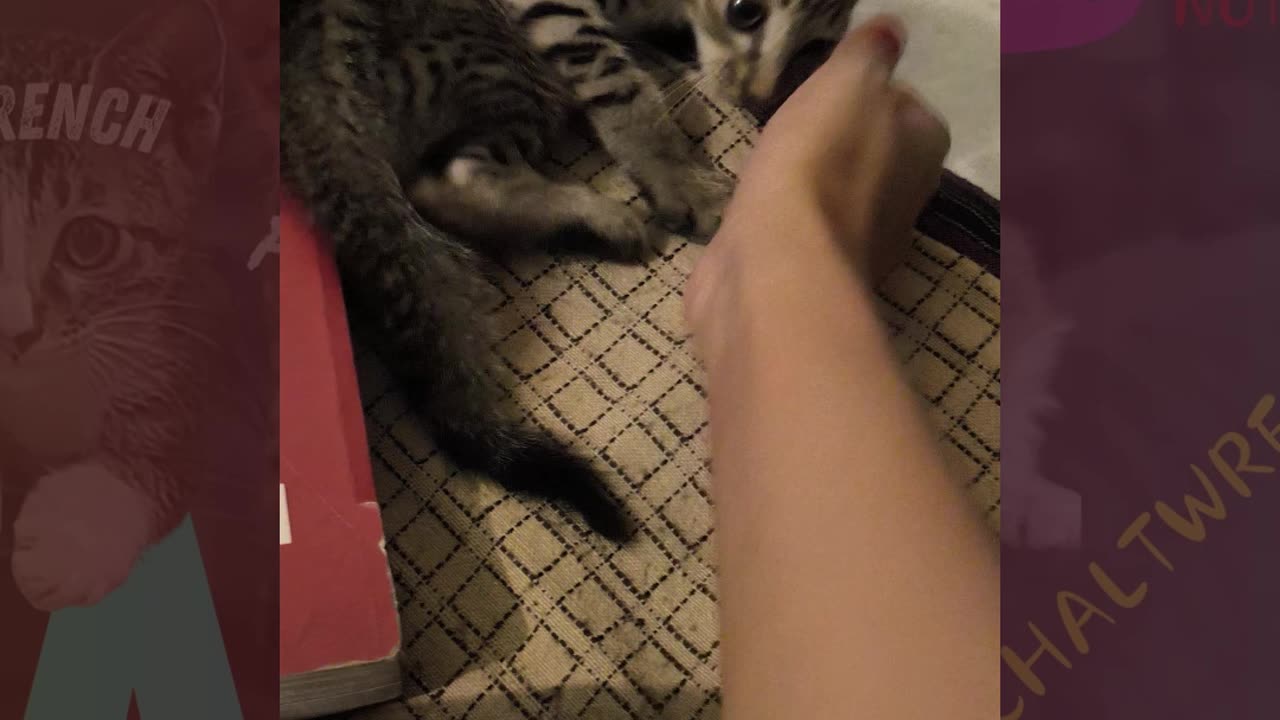 25th July Kitten Vlog #catsgram #catsofday