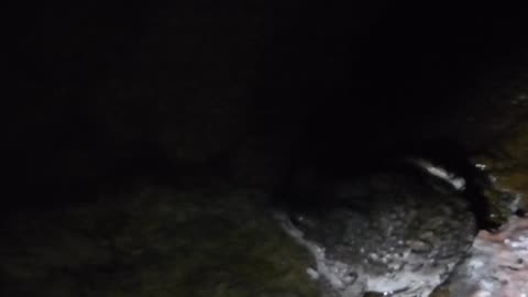 Toad by the shore again, new angle to get cute toad face, but camera gets cuteness overload!
