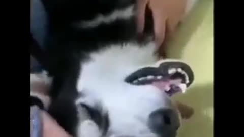 Dog and elephant funny videos
