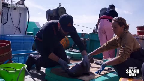 Jaw-Dropping Discoveries in Japan's Oceans Shark Week