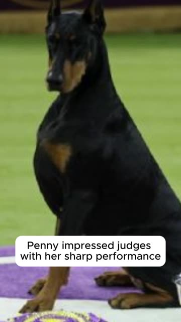 Doberman Penny Wins Best in Show at Historic Westminster