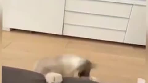 Cats and Dogs funny Moments