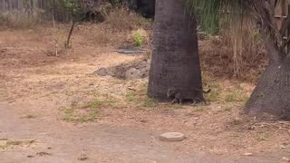 🐿️🤯 Epic Fail! Trying to Catch a Squirrel | FunFM