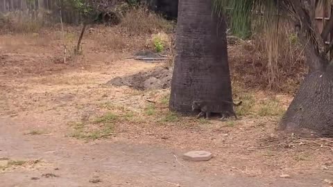 🐿️🤯 Epic Fail! Trying to Catch a Squirrel | FunFM