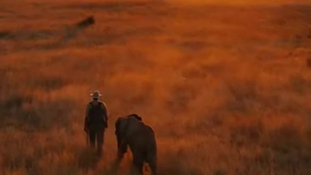 Sunset Elephant Guardian