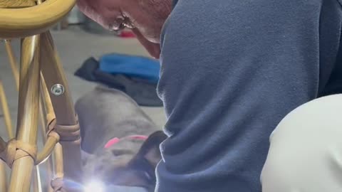 Frenchie Helping With the Light