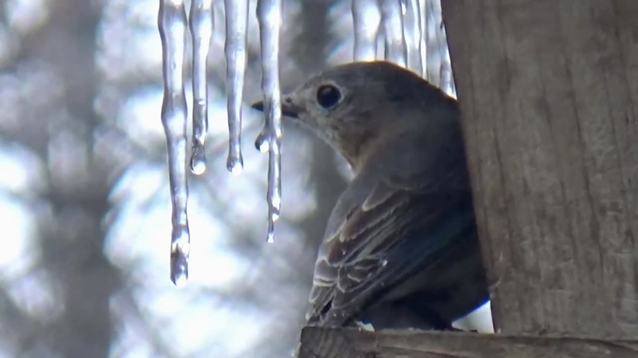 Bluebird