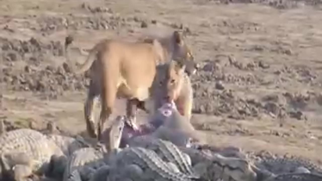 Young Lion and Crocodile Eats a Hippo Dearth