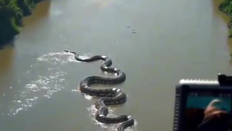 The Biggest Anaconda in The world