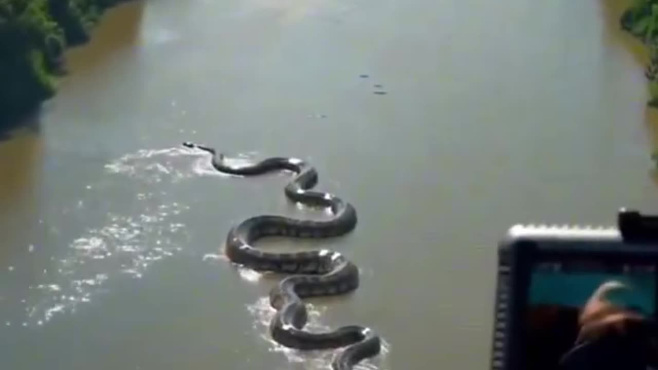 The Biggest Anaconda in The world