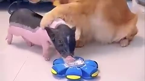 This is a very clever dog | Dog and the Pig #dog #dogvideo #viral #pig
