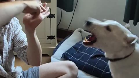 How We Tell Our Deaf Dog Its Walk Time