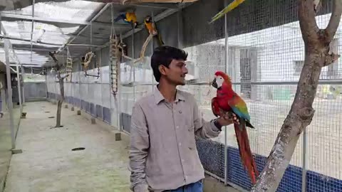 Macaw, Cockatoos & African Grey Parrot Price / Mobile Number Suspended Due To Cyber Complaints.
